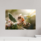 60 x 40 cm, Photo Print Under Acrylic Glass Abeille à la lumière - 2