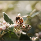 Main image Abeille à la lumière