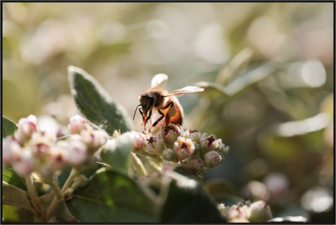 Main image Abeille à la lumière