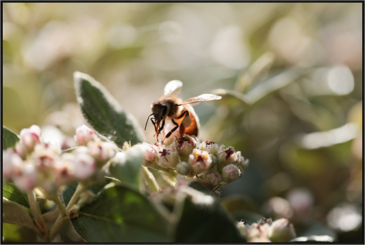 Main image Abeille à la lumière