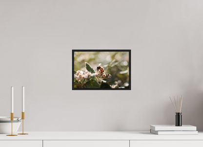 30 x 20 cm, Alu et cadre américain Abeille à la lumière