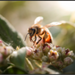Main image Abeille à la lumière - 2