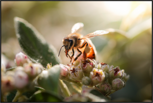 Main image Abeille à la lumière - 2